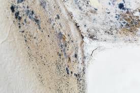 Mold Documentation for Insurance Claims in Hampton, IL